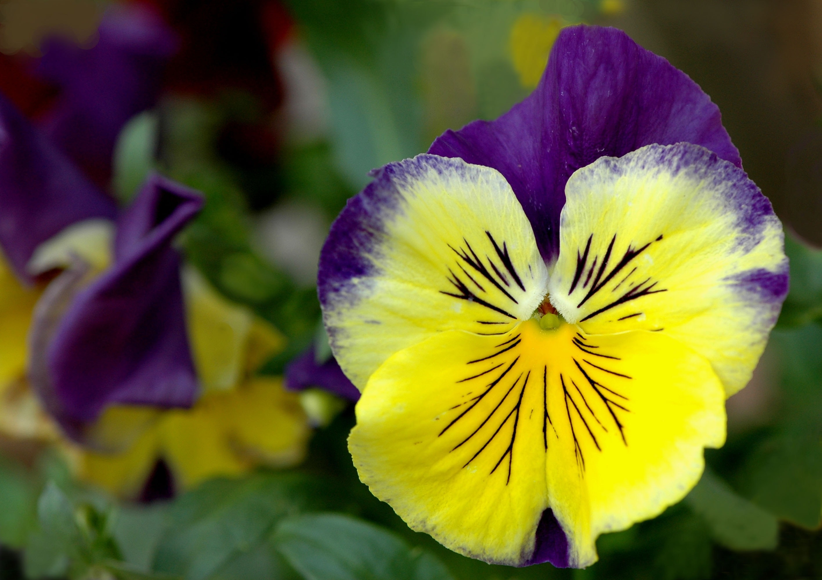 yellow and purple petal flower