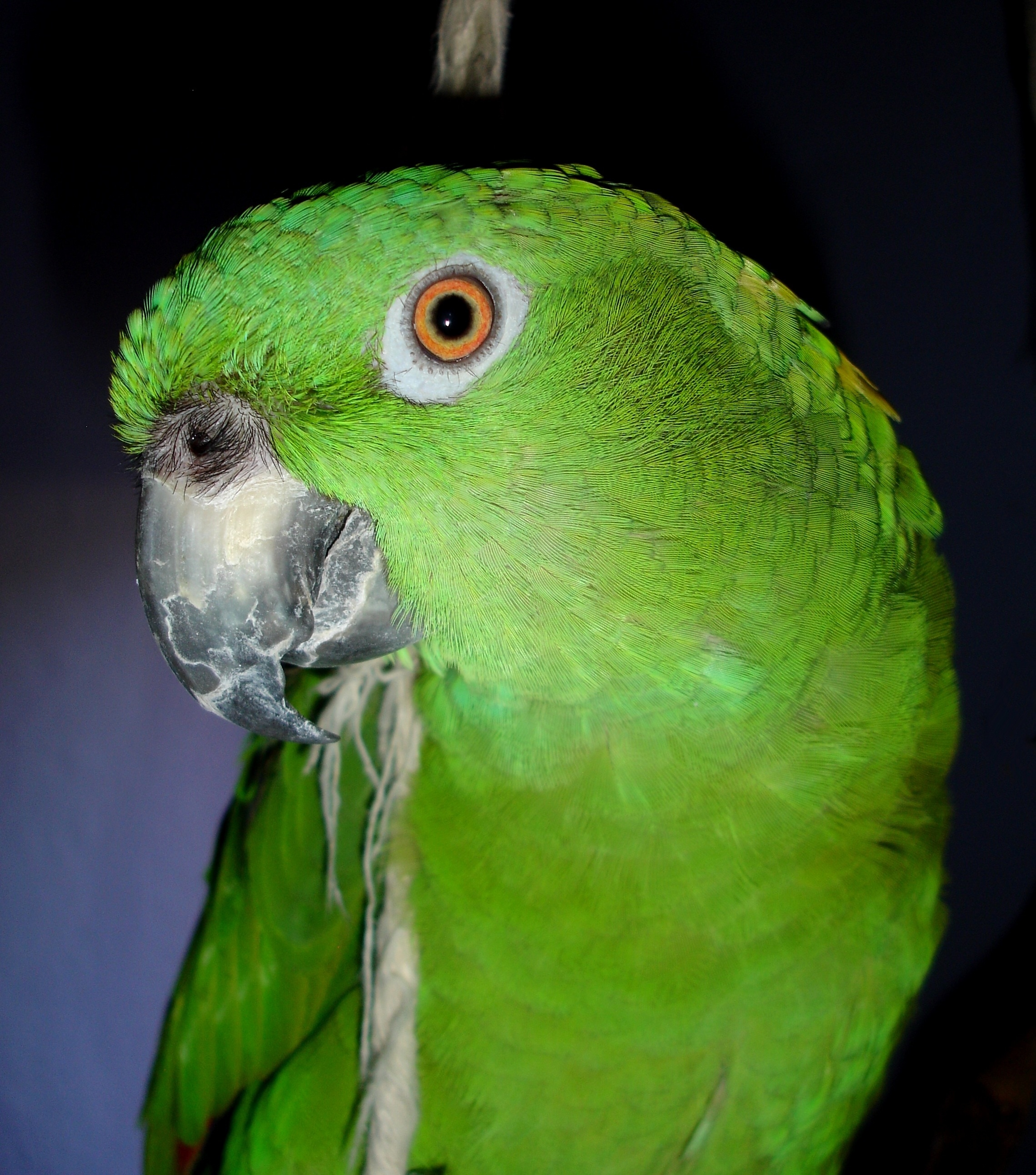 green black parrot