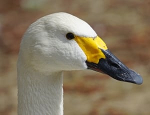 Swan, Magpie, Tundra Swan, Duck Bird, beak, animals in the wild thumbnail
