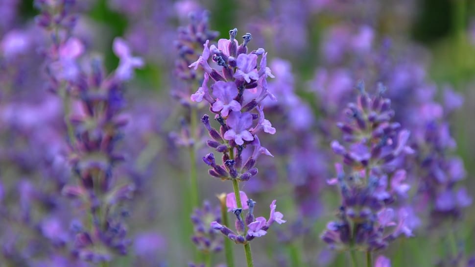 Lavender, Summer, Blue, purple, flower preview