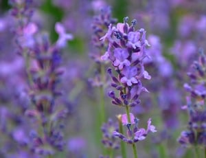 Lavender, Summer, Blue, purple, flower thumbnail