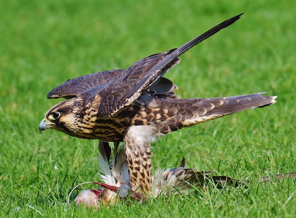 Access, Wildpark Poing, Falcon, Prey, grass, one animal preview