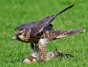 Access, Wildpark Poing, Falcon, Prey, grass, one animal thumbnail