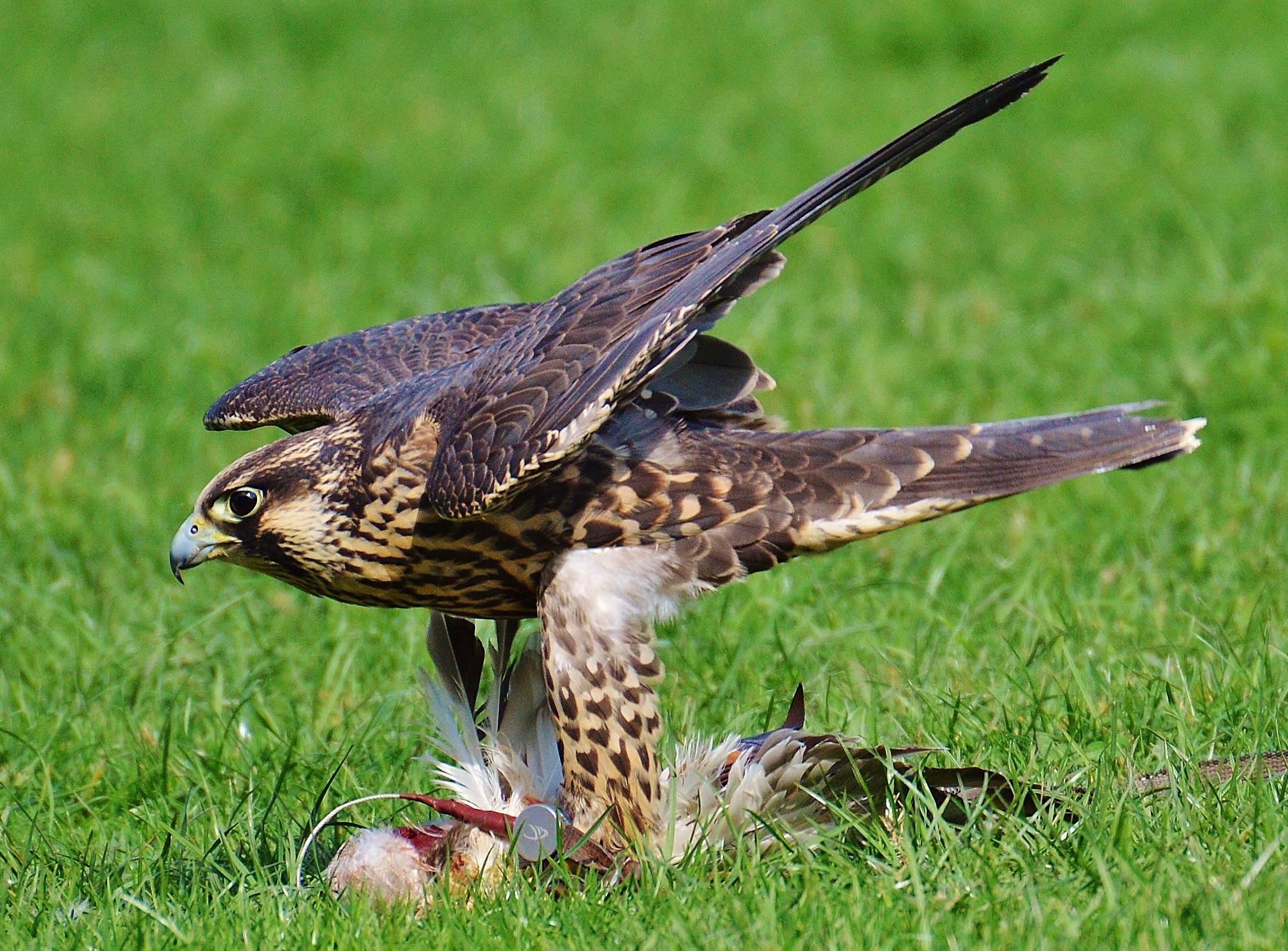 Access, Wildpark Poing, Falcon, Prey, grass, one animal