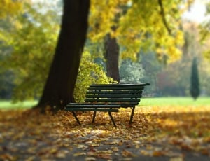 vacant outdoor bench near the tree during daytime thumbnail