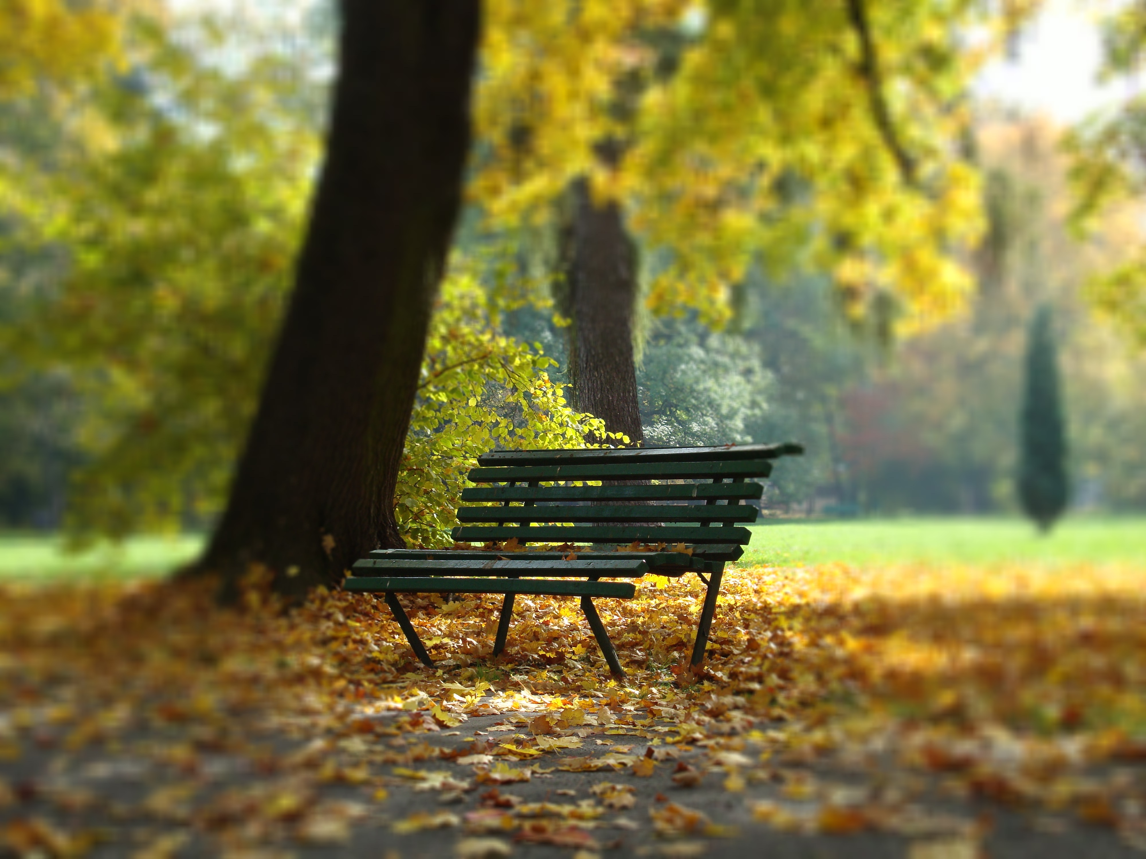 vacant outdoor bench near the tree during daytime