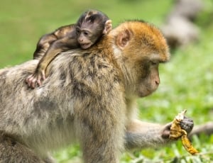brown monkey and baby monkey thumbnail
