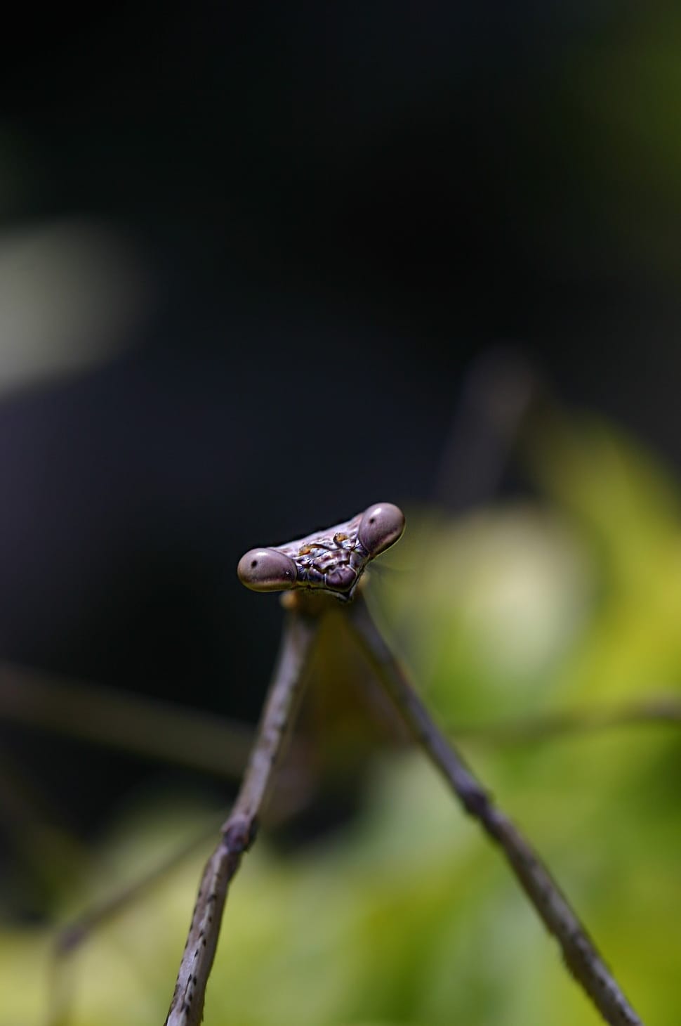 closeup photo of stick insect preview