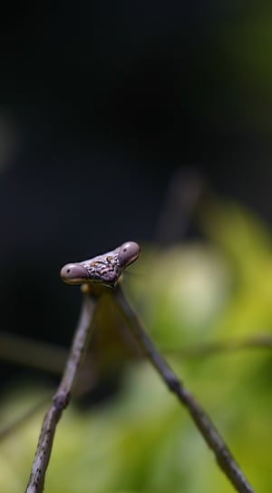 closeup photo of stick insect thumbnail