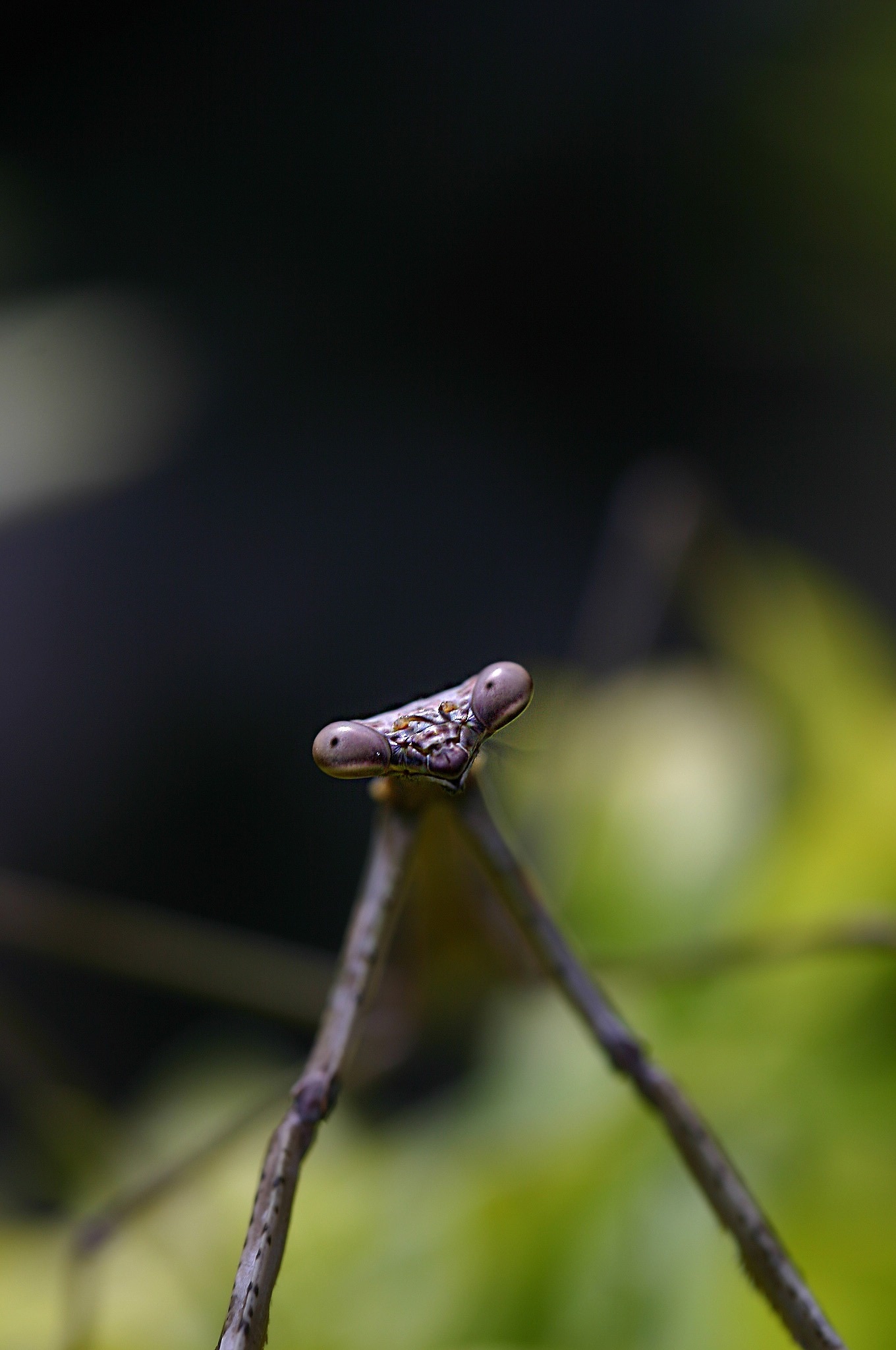 closeup photo of stick insect