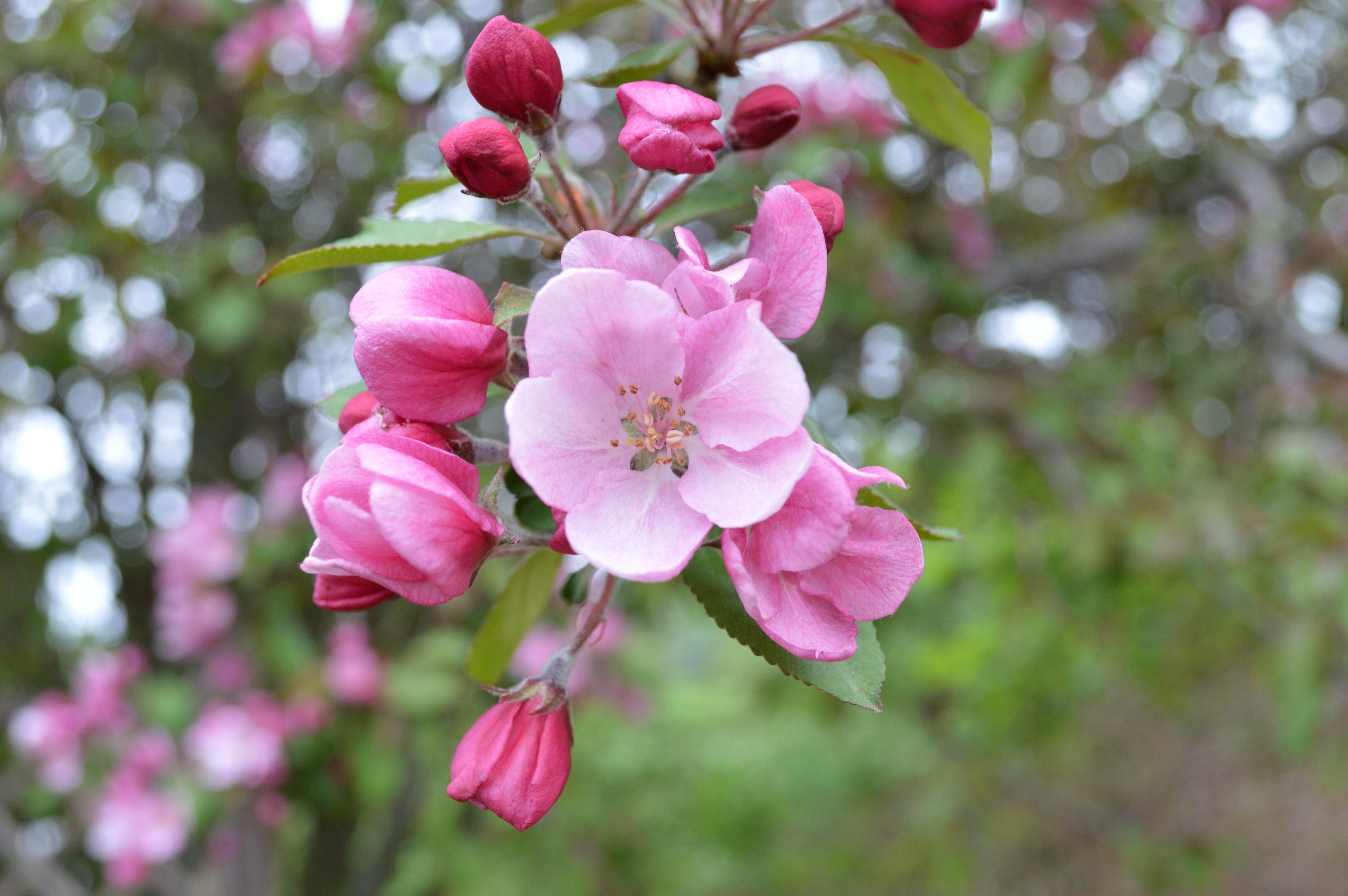 Розовый бутон у деревьев. Кустарник с розовыми л. Розовые цветы плодовых деревьев. Плодовое дерево с розовыми цветами. Кустарник Цветущий розовыми цветами ранней весной.