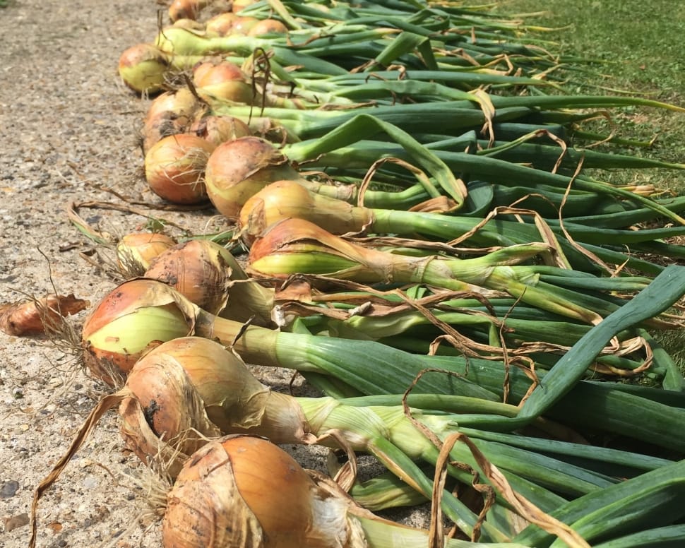 onion lot preview