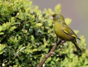 green and yellow bird thumbnail