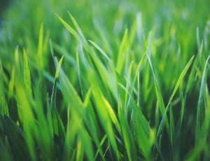 Graing, Cereal, Green, Young, Spring, green color, grass thumbnail