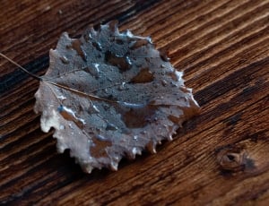 grey leaf thumbnail