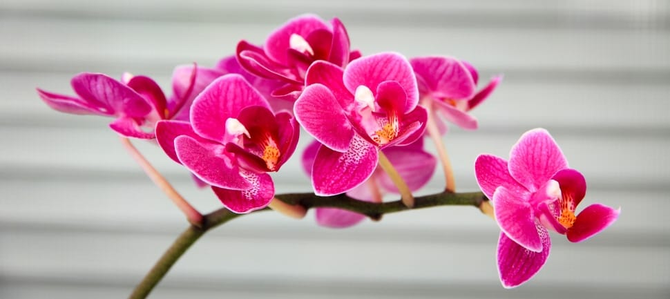 pink orchid preview
