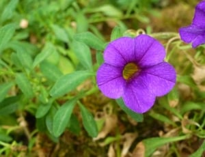 Flower, Violet, Purpeul, Nature, flower, fragility thumbnail
