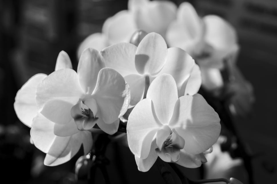 grayscale photo of orchid flowers preview