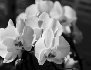 grayscale photo of orchid flowers thumbnail