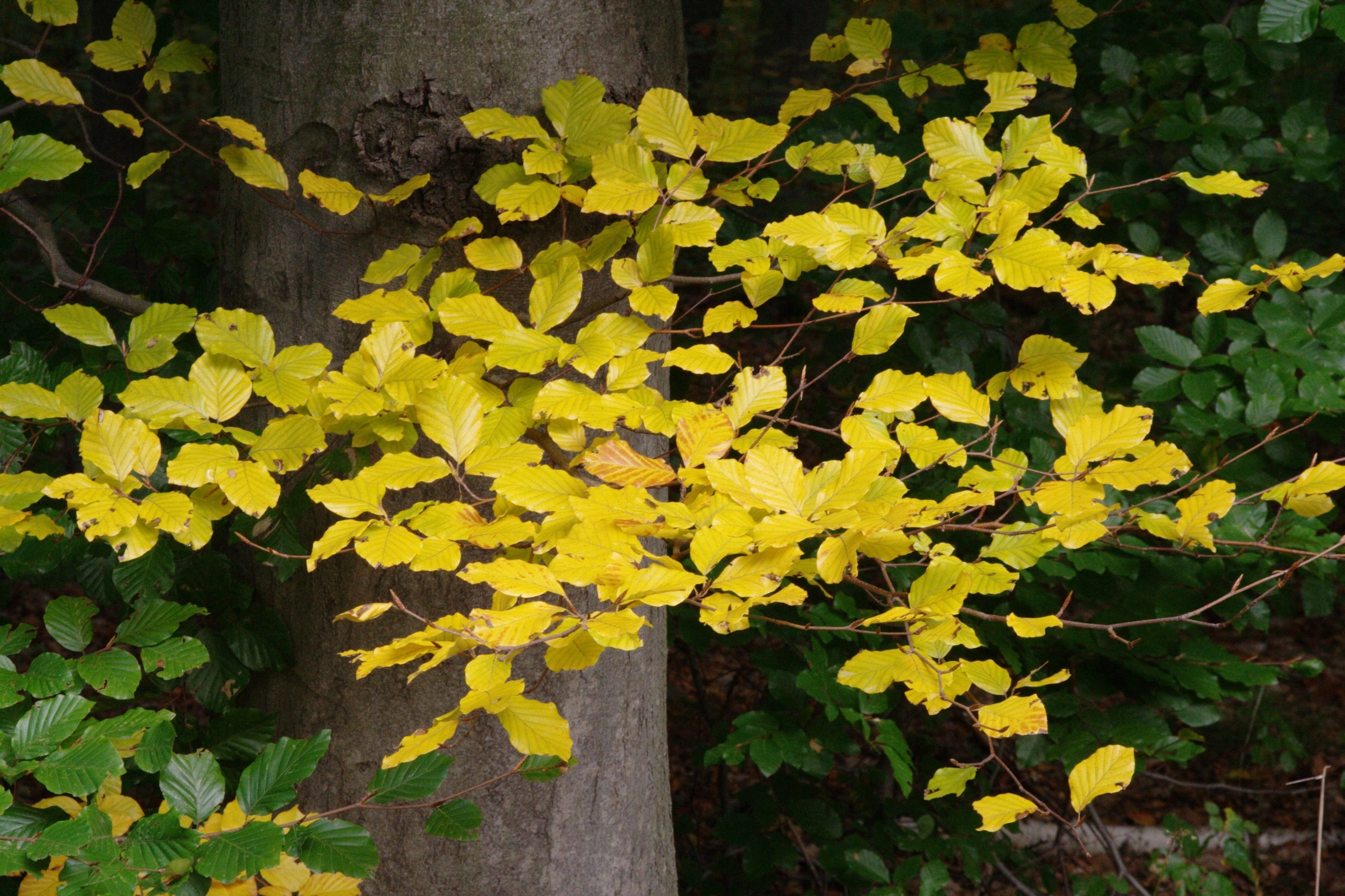 yellow leaf plant