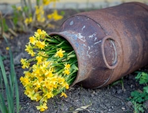 Flowers, Yellow Flowers, Stainless, environmental issues, pollution thumbnail