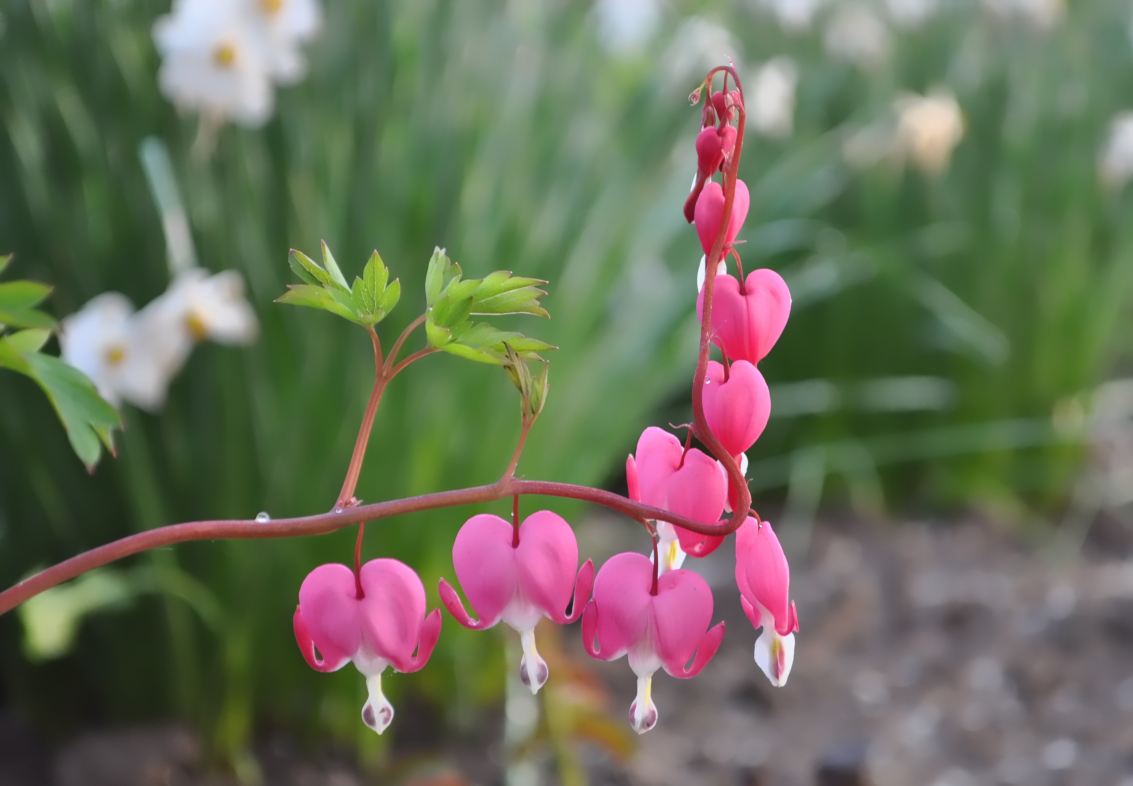 pink bleeding hearts flower