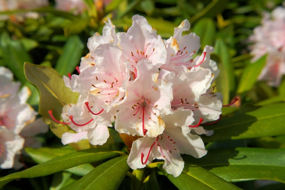 Rhododendrons, Bush, Flowers, flower, no people preview