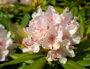 Rhododendrons, Bush, Flowers, flower, no people thumbnail