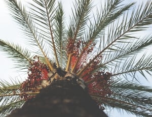 low angle photo of palm tree during daytime thumbnail