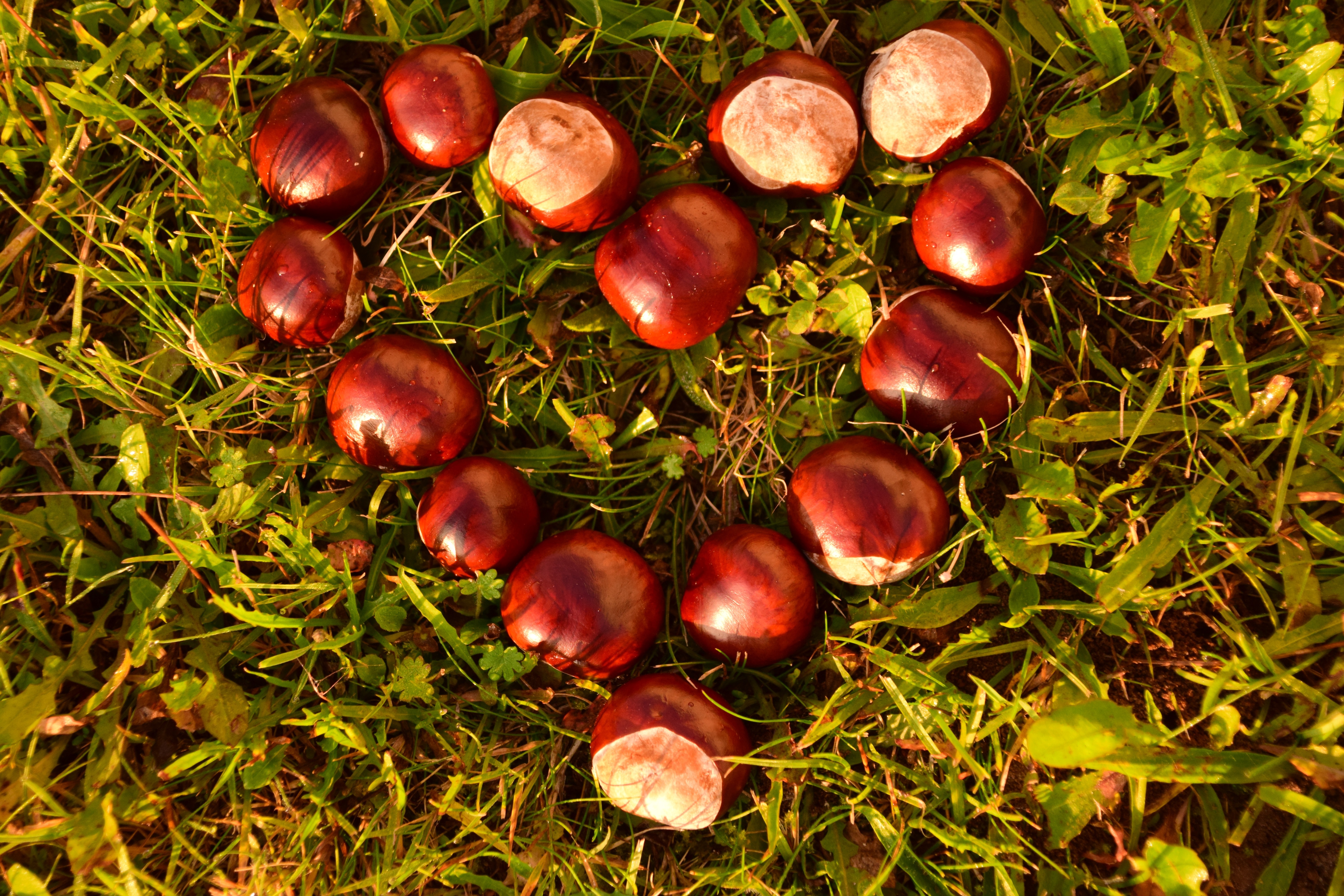 Selective Focus On Ripe Chestnuts A Textured Glimpse Of Autumnal Chestnut  Trees Background, Chestnut, Fall Background, Autumn Tree Background Image  And Wallpaper for Free Download