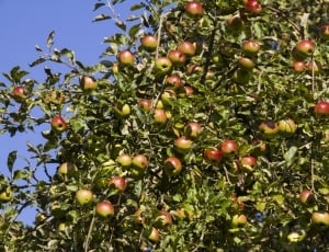 Apple Tree, Red, Boskoop, Fruit, Apple, fruit, food and drink thumbnail