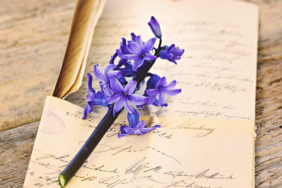 Flower, Fragrant Flower, Blue, Hyacinth, flower, close-up preview