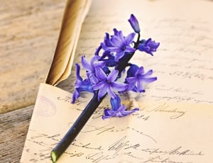 Flower, Fragrant Flower, Blue, Hyacinth, flower, close-up thumbnail