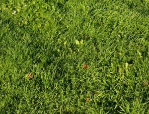 Grass, Yellow Leaves, Leaves, Autumn, green color, grass thumbnail