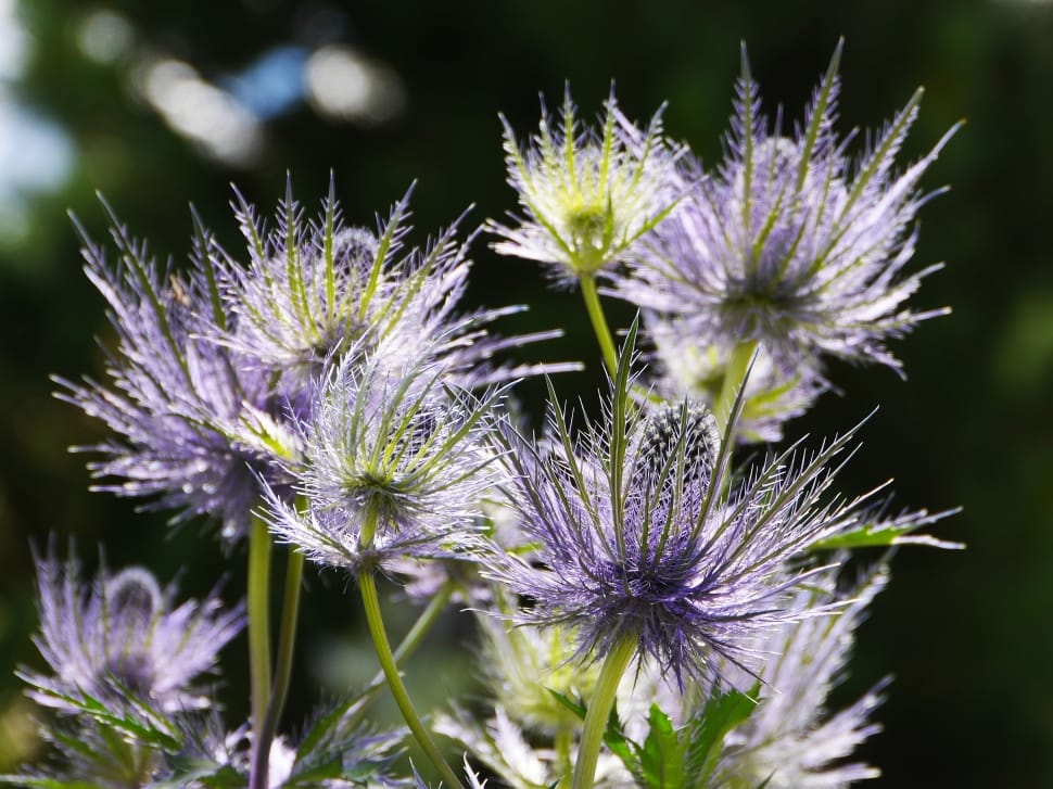 purple seaholly flower preview