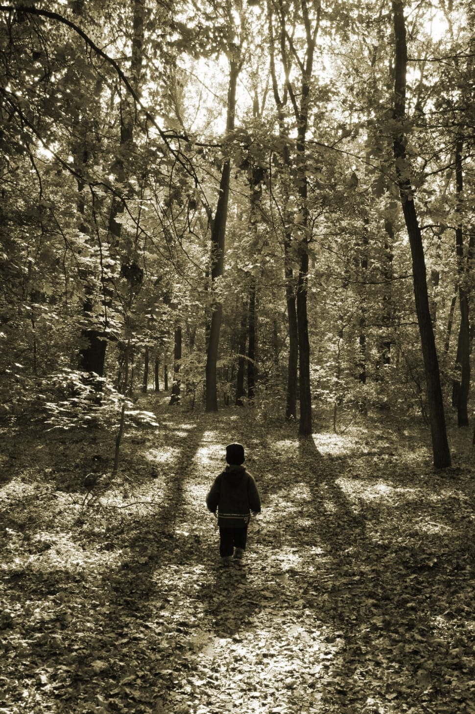 sepia photo of a boy at the woods preview
