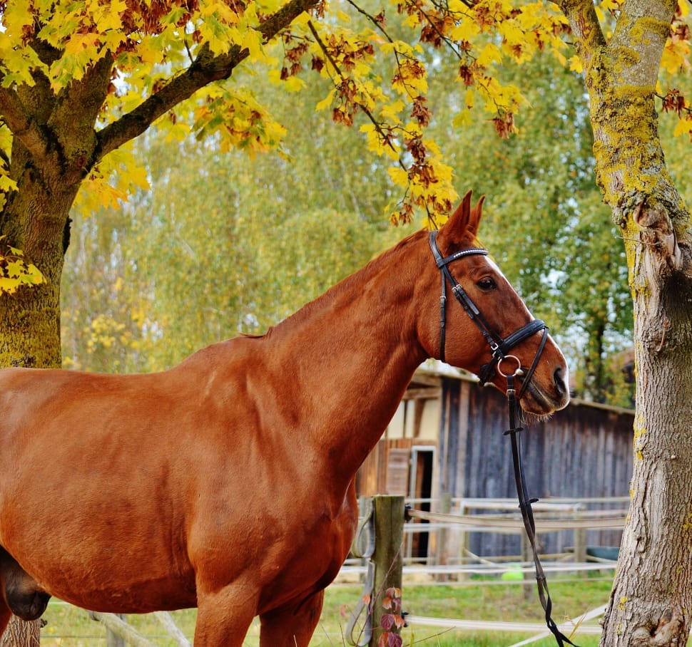 Reiterhof, Animal, Ride, Brown, Horse, horse, tree preview