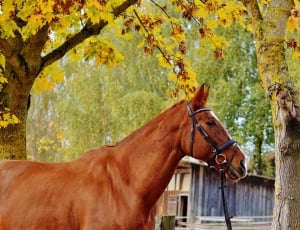 Reiterhof, Animal, Ride, Brown, Horse, horse, tree thumbnail
