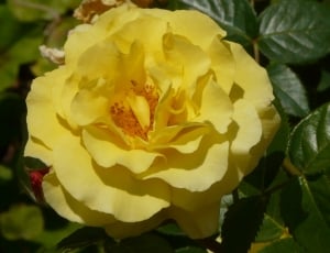 closeup photo of yellow rose flower thumbnail