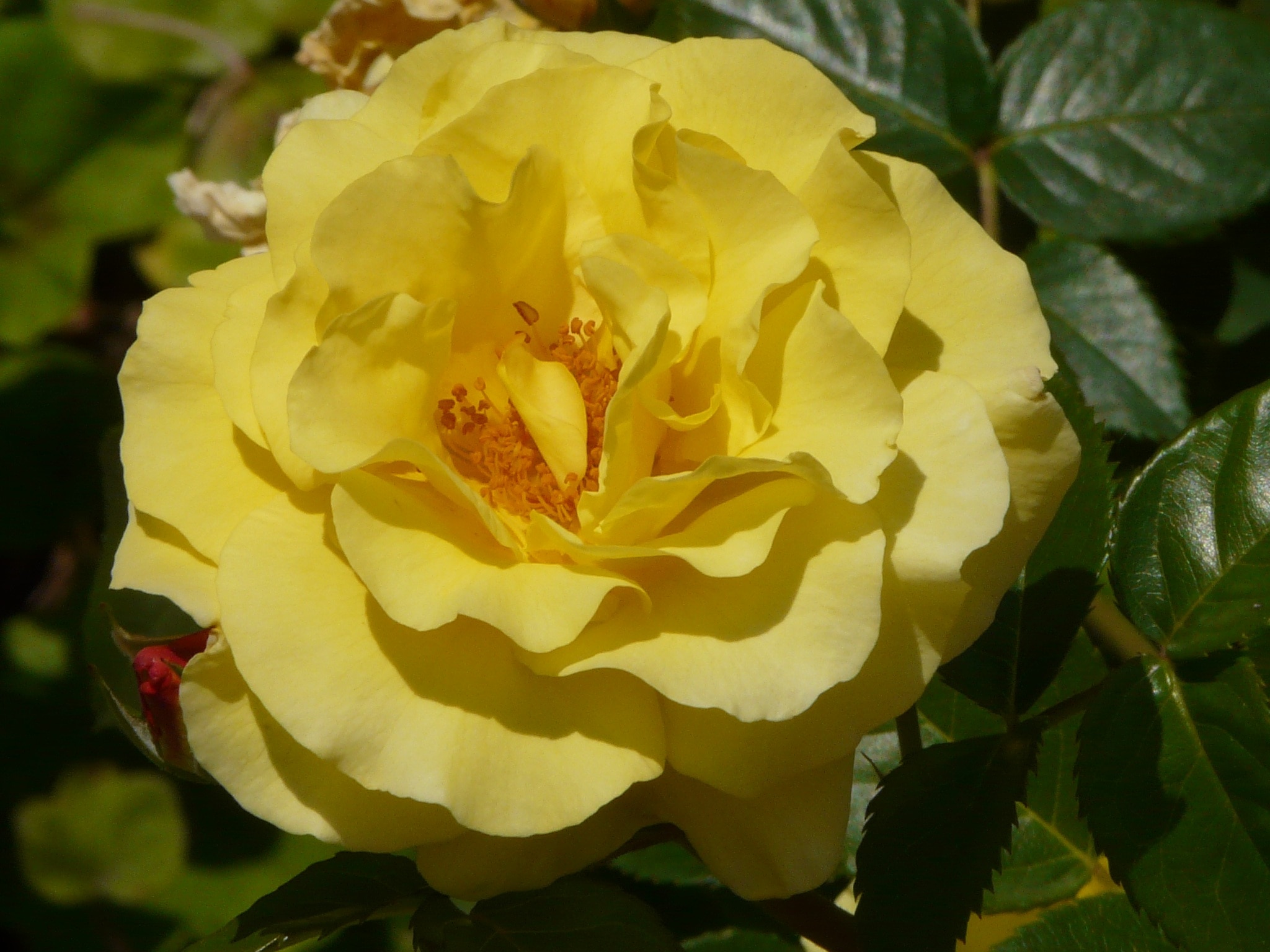 closeup photo of yellow rose flower