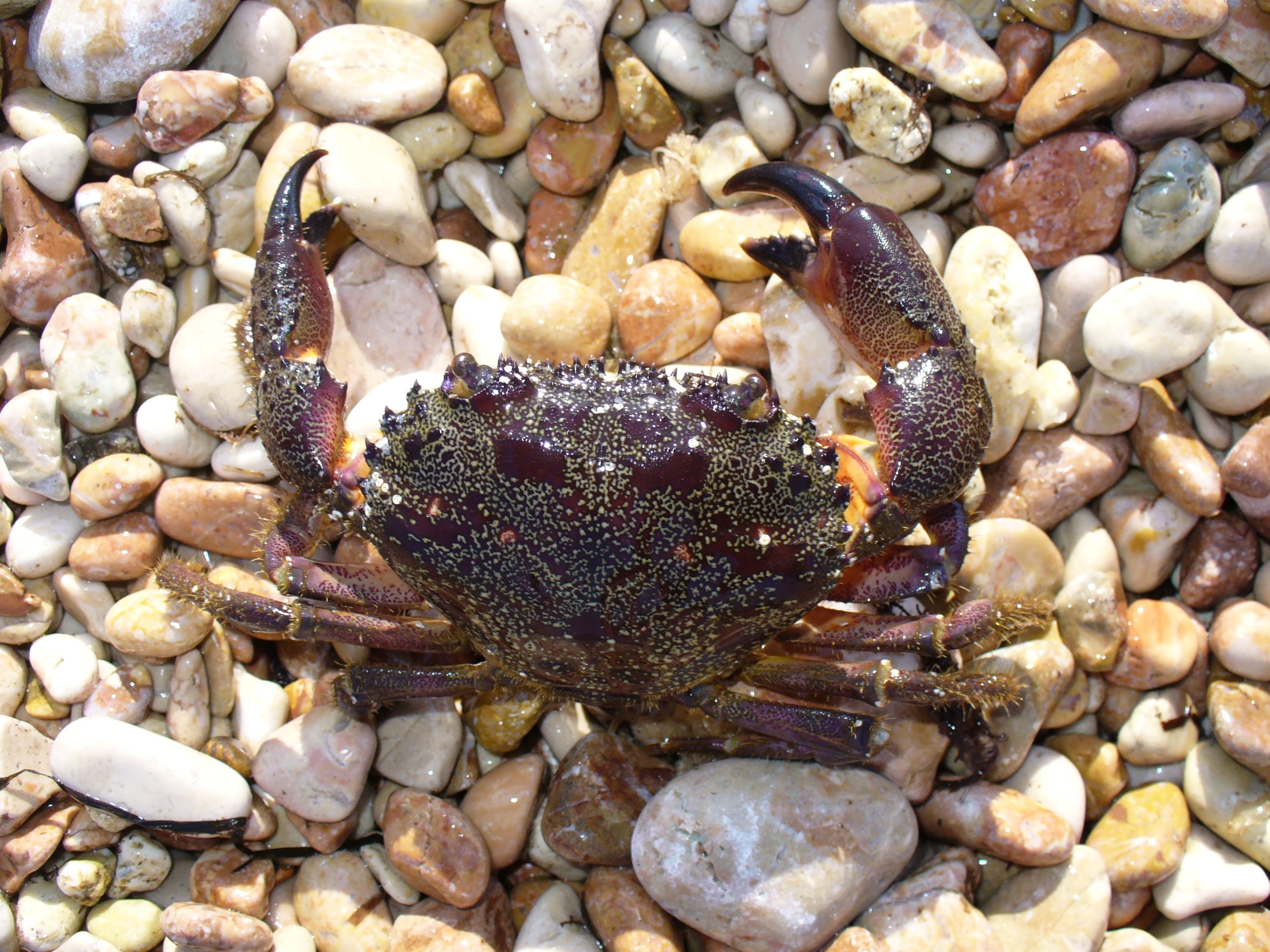 black crab