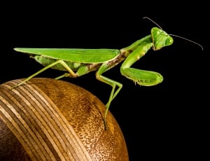 green praying mantis on brown surface thumbnail