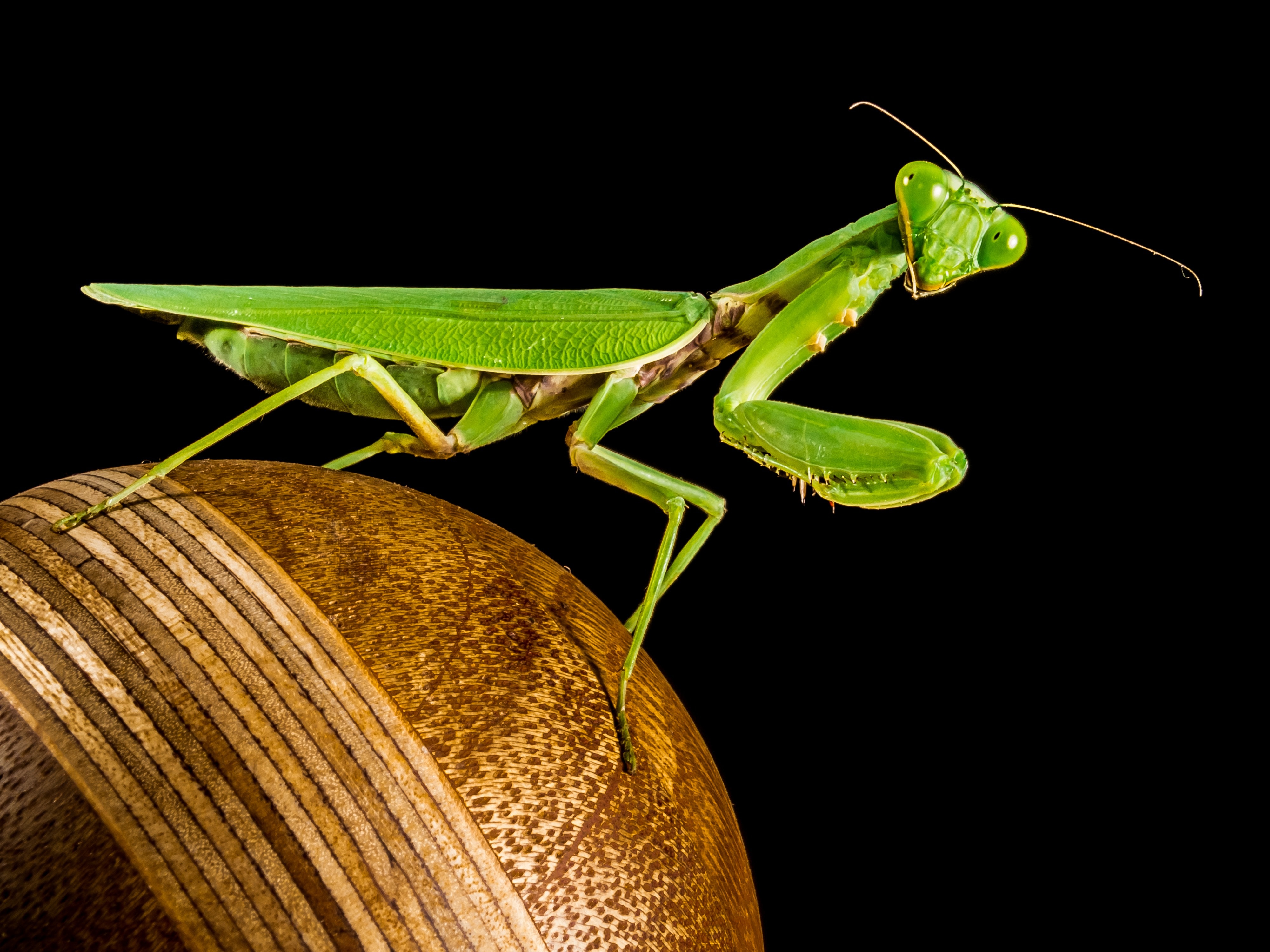 green praying mantis on brown surface