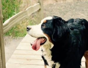 bernese mountain dog thumbnail