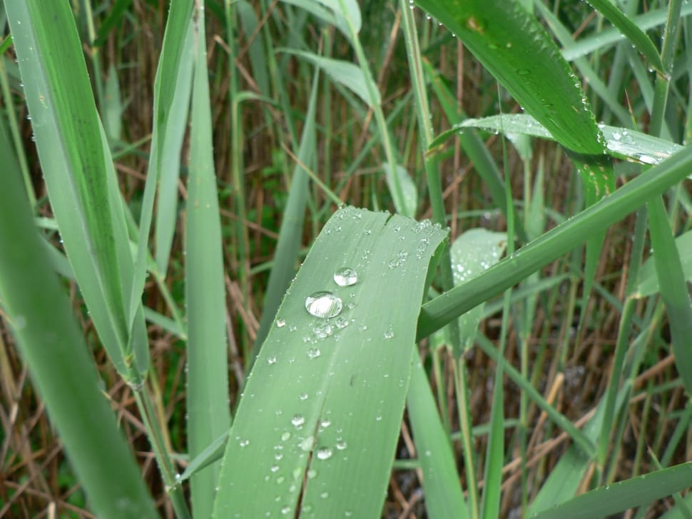 water dew on green leaf plants preview