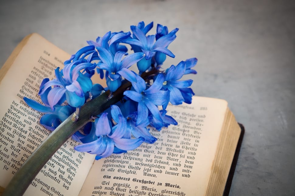 blue 6 petaled flower preview