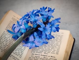 blue 6 petaled flower thumbnail