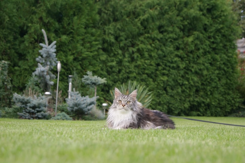 grey and brown maine coon preview