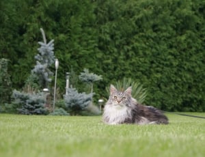 grey and brown maine coon thumbnail