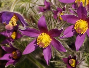 Spring, Pasqueflower, Floral Beauty, flower, purple thumbnail